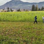 img-20241119-wa0017
