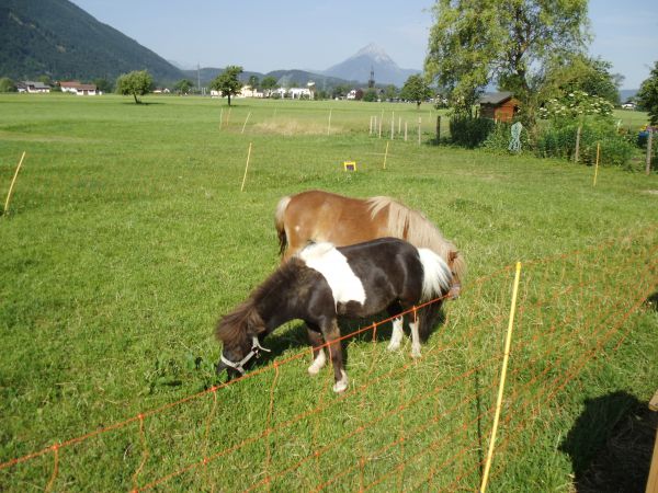 Ponys