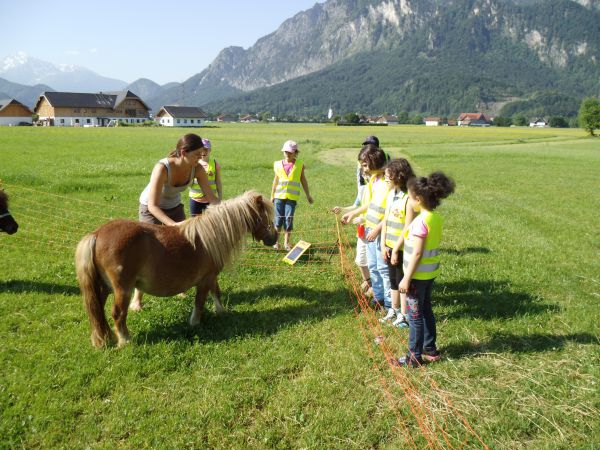 Ponys streicheln