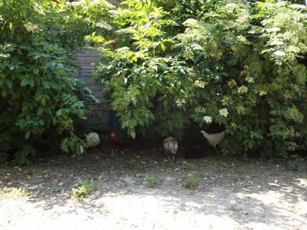 Hühner im Schatten
